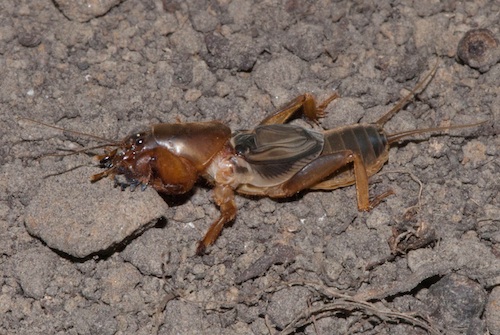 myimage9